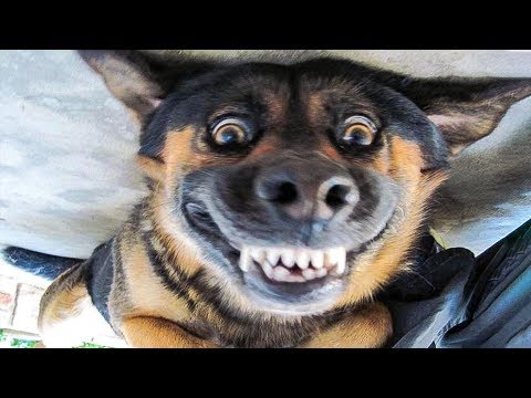 😁 Funniest 🐶 Dogs and 😻 Cats – Awesome Funny Pet Animals' Life Videos 😇  – devilishberre
